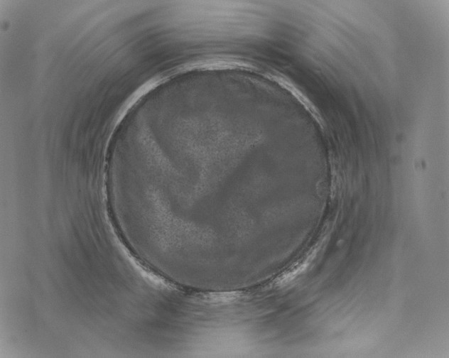 X0000076320853200610161642