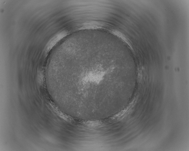 X0000076320874200610161641