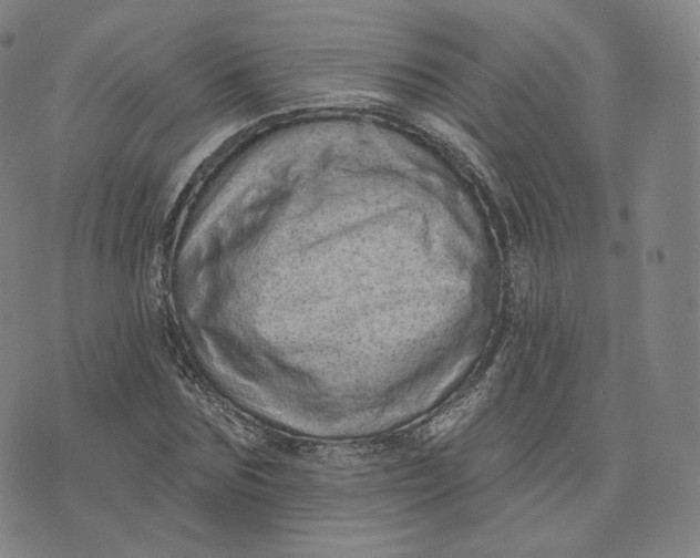 X0000076320875200610161641