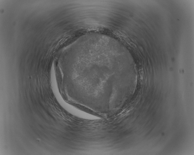 X0000076320916200610161640