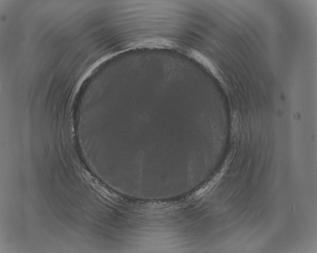 X0000076320923200610161640