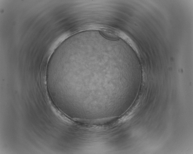 X0000076320954200610161640