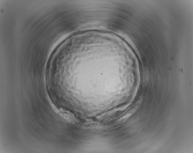 X0000076320957200610161640