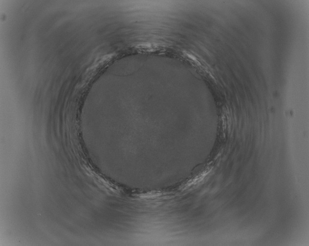 X0000076320961200610161640