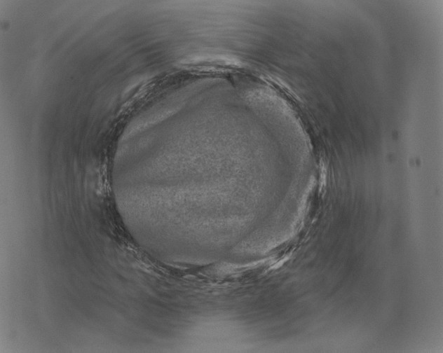 X0000076320965200610161640