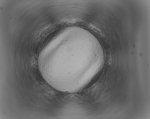 X0000076320966200610161640