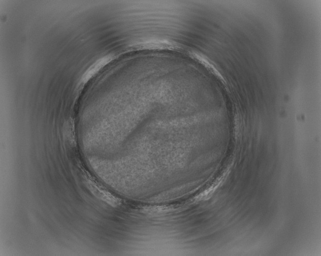 X0000076320970200610161639