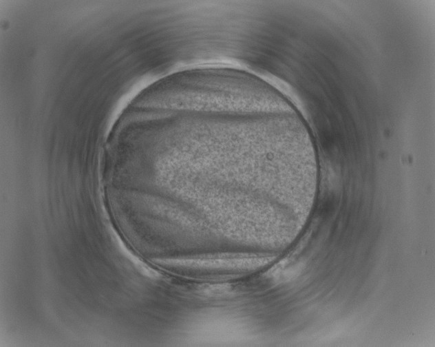 X0000076321006200610161639