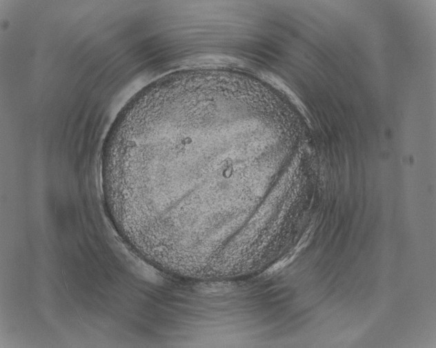 X0000076321083200610161638