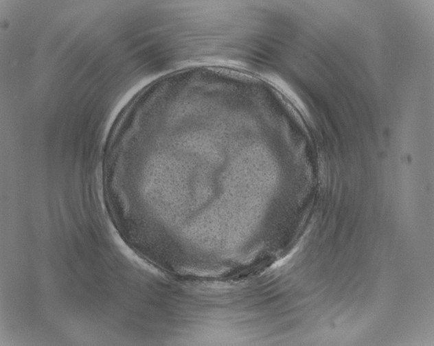 X0000076321100200610161637