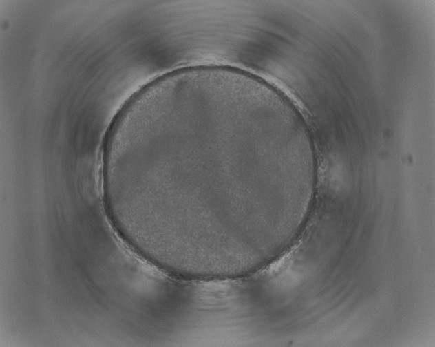 X0000076321126200610161637