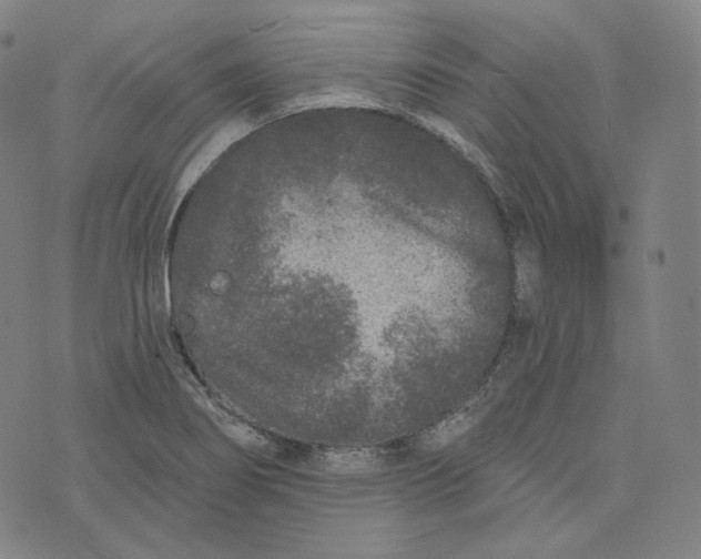 X0000076321274200610161635