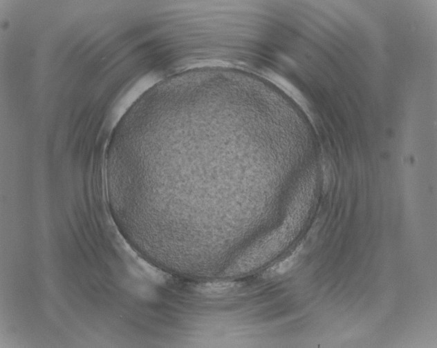 X0000076321290200610161634