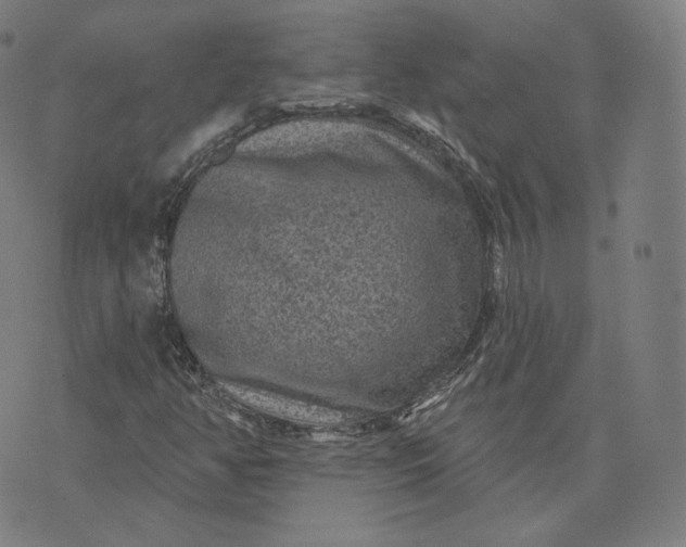 X0000076321350200610161633