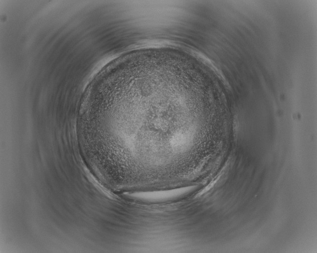 X0000076321417200610161632