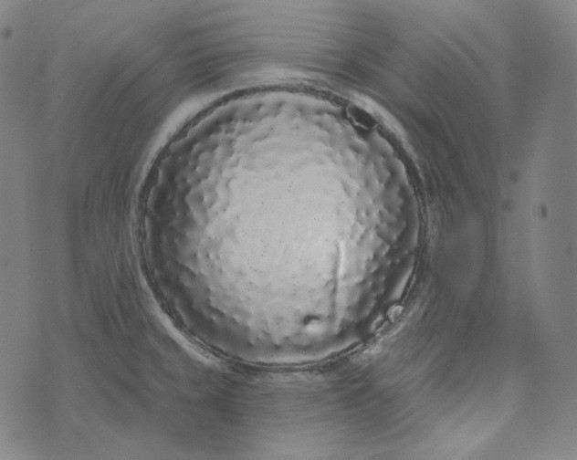 X0000076321429200610161632