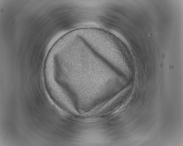 X0000076321440200610161633