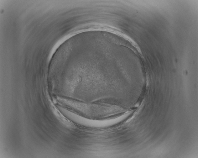 X0000076321530200610161631