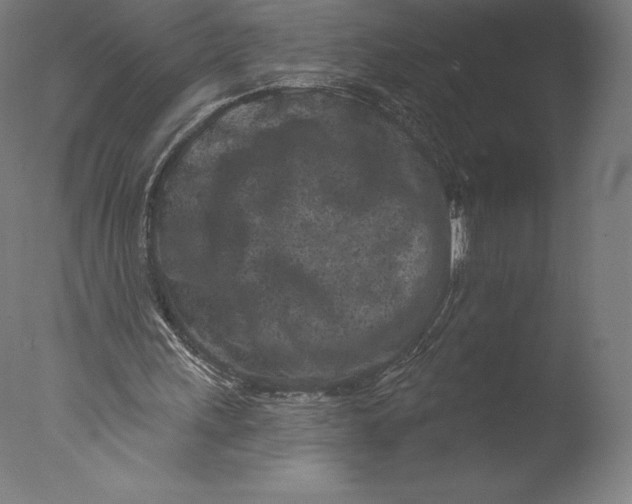 X0000076320243200610201646