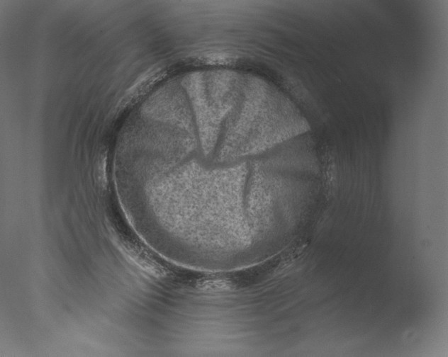 X0000076320262200610201646