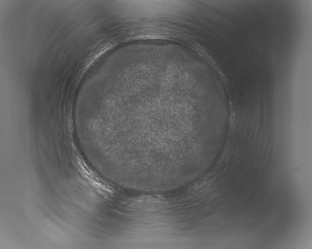 X0000076320386200610201644