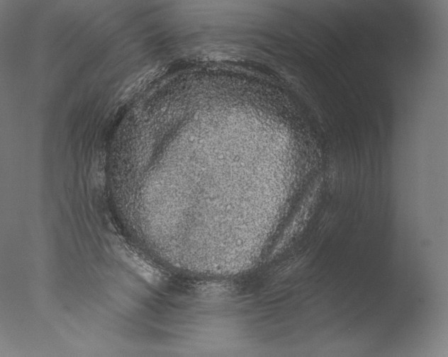 X0000076320402200610201644