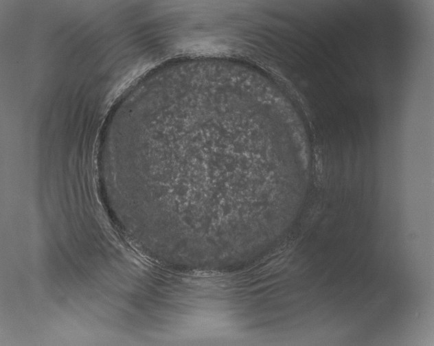 X0000076320487200610201642