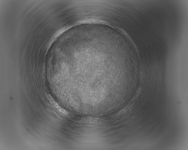 X0000076320831200610201636