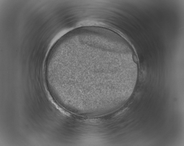 X0000076321053200610201634