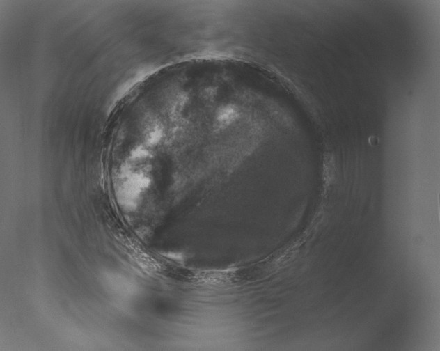 X0000076321262200610201629