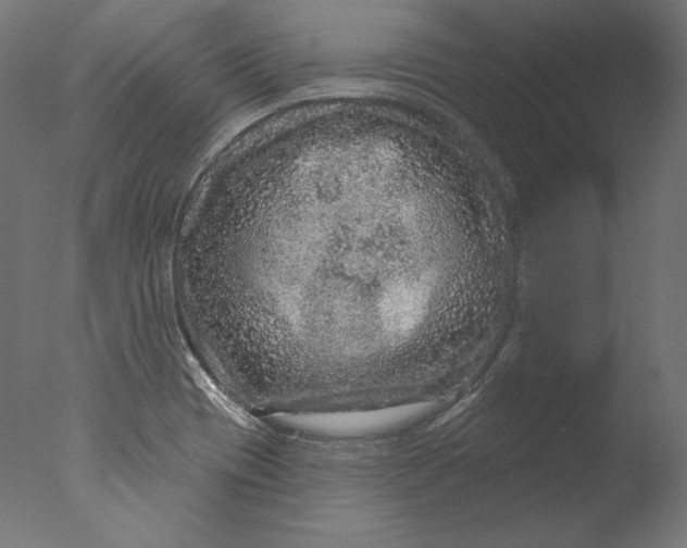 X0000076321417200610201627