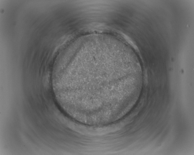 X0000076320018200610272016