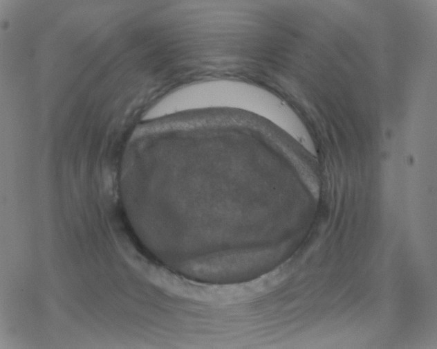 X0000076320031200610272015