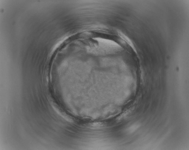 X0000076320059200610272014