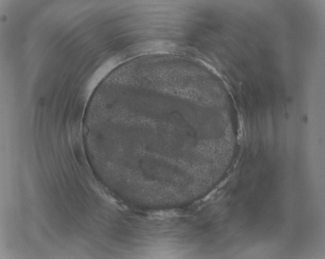 X0000076320099200610272014