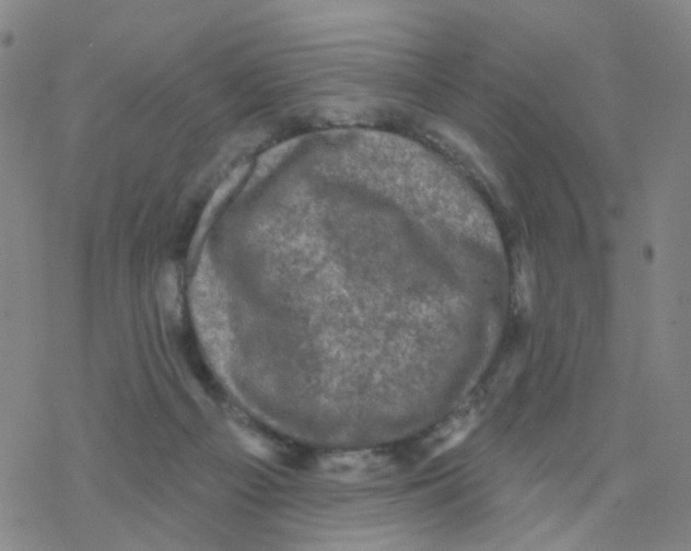 X0000076320121200610272014