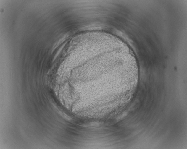 X0000076320153200610272013