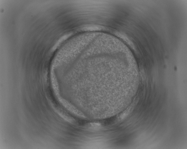 X0000076320159200610272013