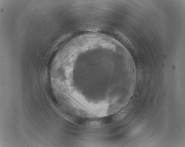 X0000076320163200610272013