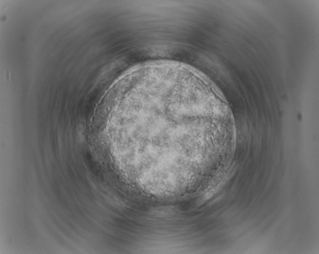 X0000076320175200610272013