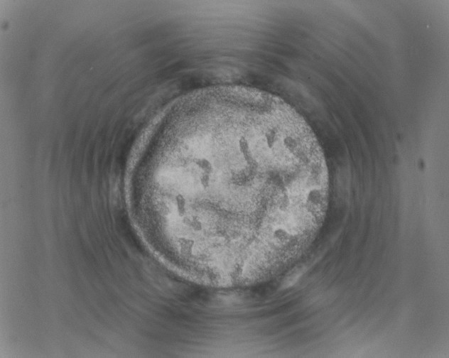 X0000076320177200610272013