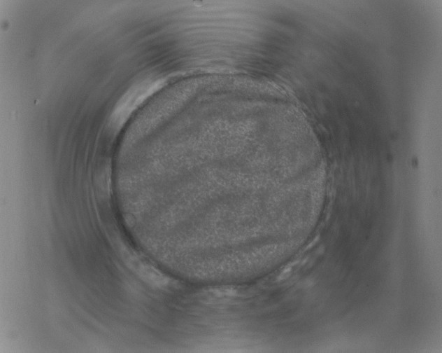 X0000076320194200610272013