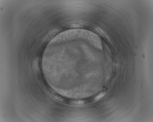 X0000076320217200610272012