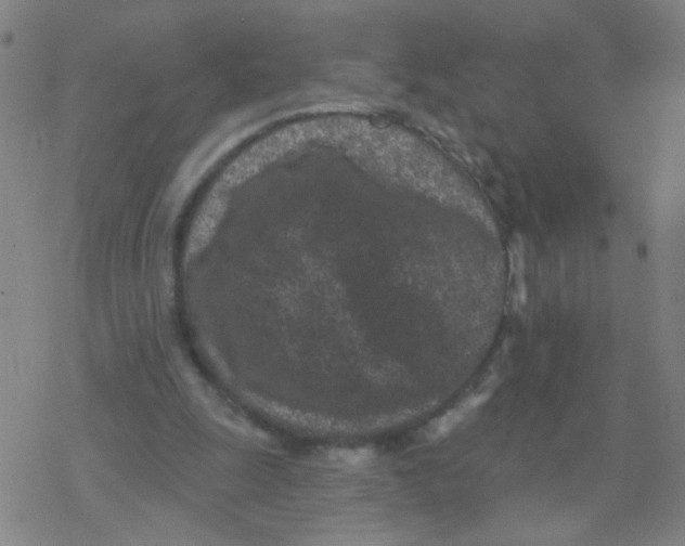 X0000076320247200610272011