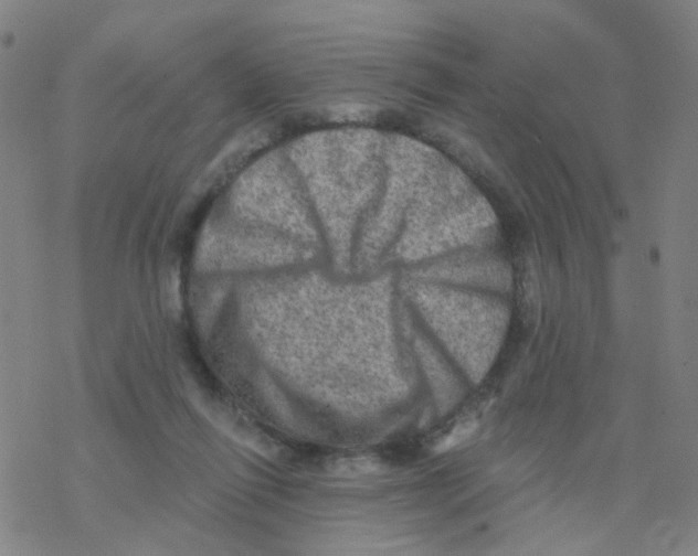 X0000076320262200610272011