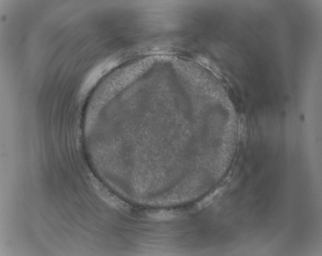 X0000076320293200610272011