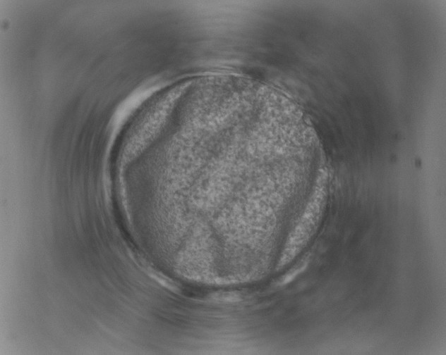 X0000076320294200610272011