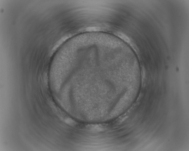 X0000076320297200610272011