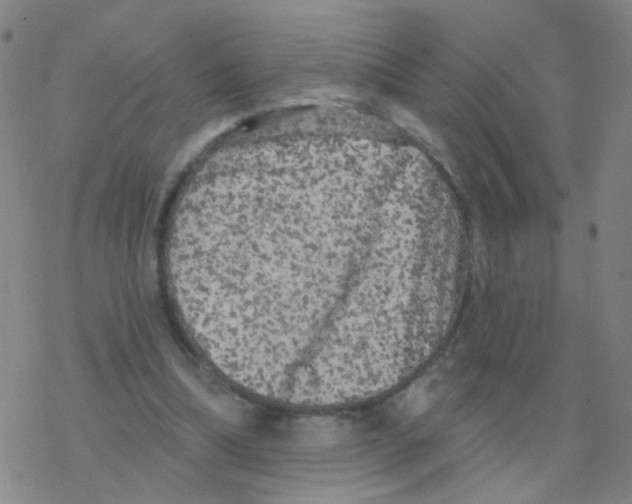 X0000076320298200610272011