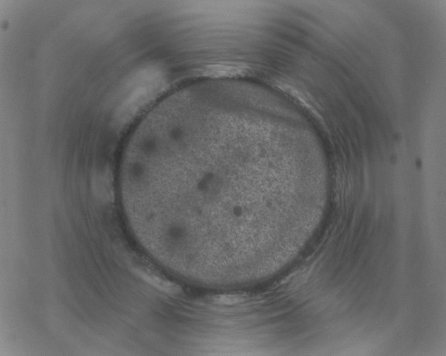 X0000076320303200610272011